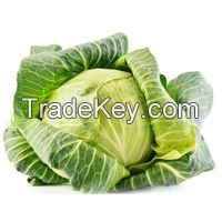 fresh cabbage