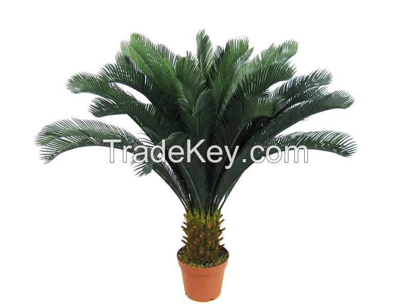 Sell Cycas revoluta (Palm)