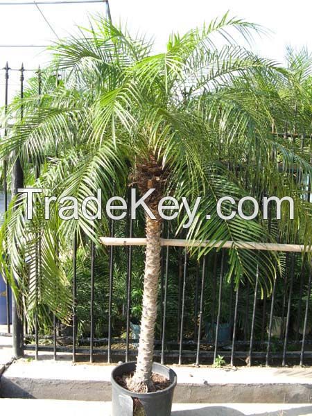 Sell Phoenix roebelenii (palm)