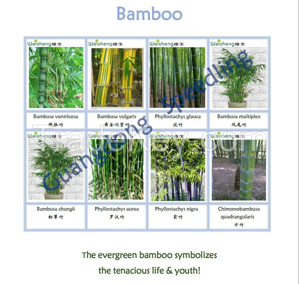 Sell all kinds of Bamboo