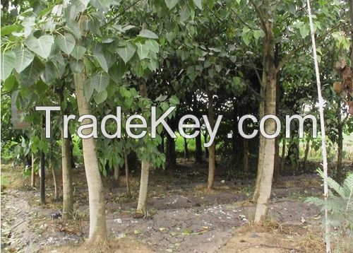 Sell Ficus religiosa