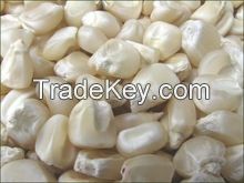 Best Grade White Corn/Maize at very good price