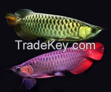 Super Red, Asian Red, 24k Golden and Other Arowana Fishes.