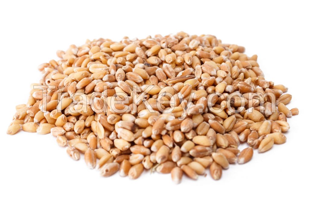 Wheat Kernels