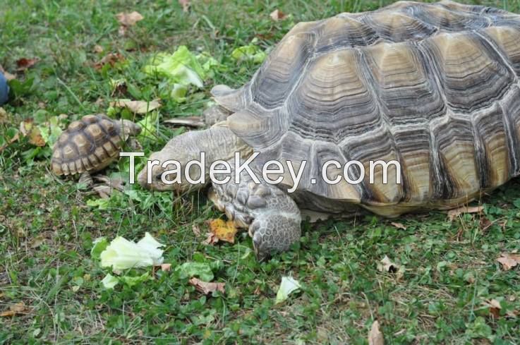 Marginated, Aldabra and Sulcata Tortoises