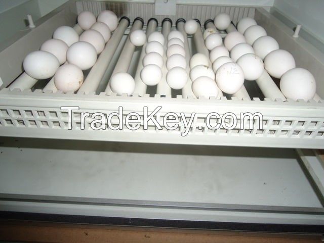 Fertile Parrot Eggs