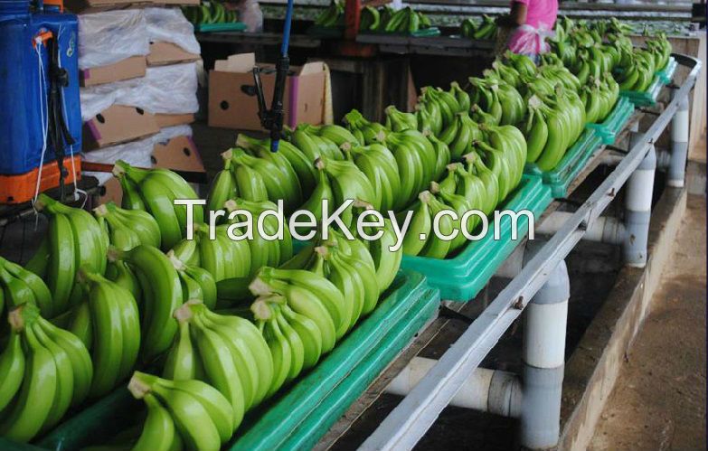 Green Cavendish Banana