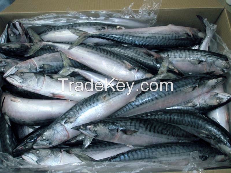 Frozen Pacific Mackerel Fish for sale