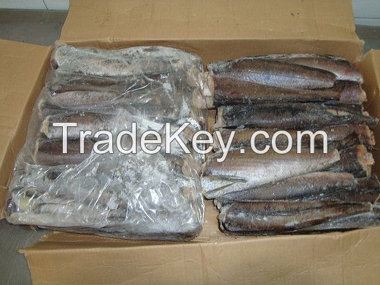 Whole hake, Hake fillet PBI, hake Hg, hake HGT