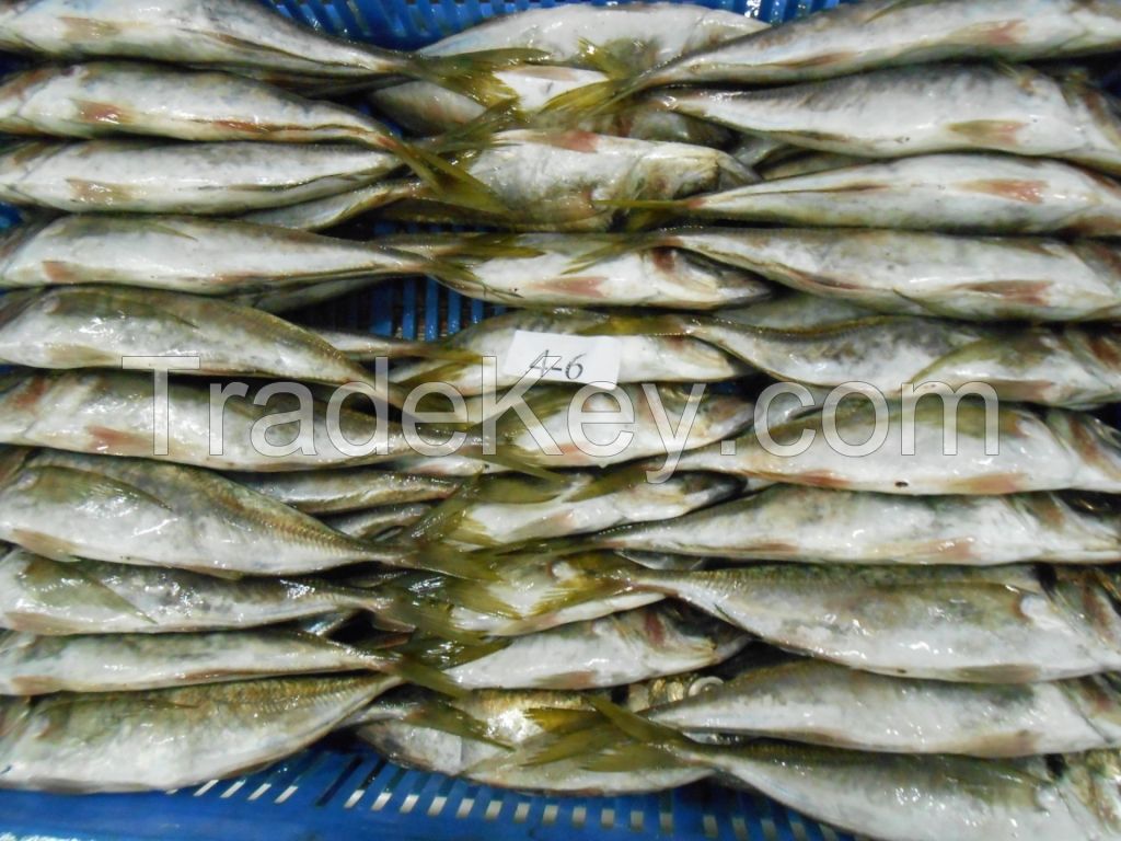 FROZEN HORSE MACKEREL WHOLE ROUND