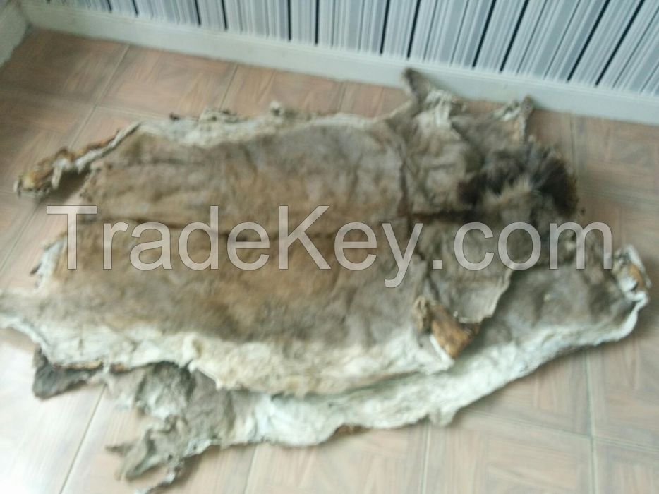 DRY SALTED AND WET SALTED DONKEY HIDES