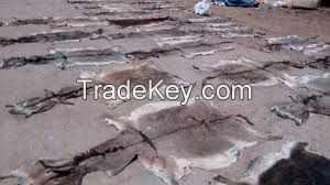 WET SALTED DONKEY HIDES / DRY SALTED DONKEY HIDES