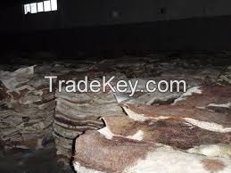 Wet Salted Donkey hides/ Air Sun dried Hides