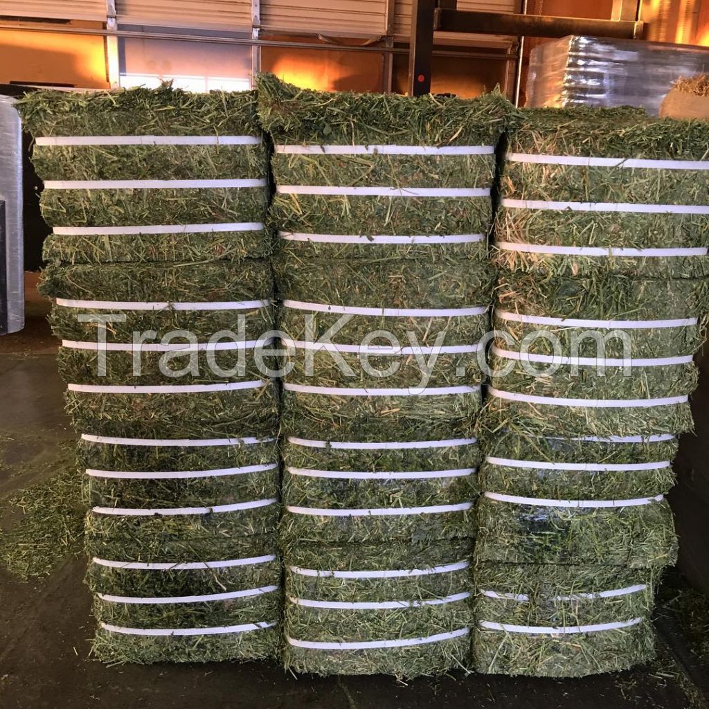 High Quality Alfalfa Hay