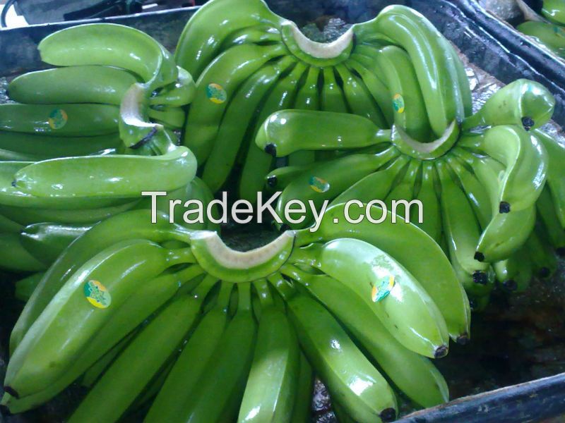 SOUTH AFRICAN FRESH CAVENDISH BANANA FOR SALE