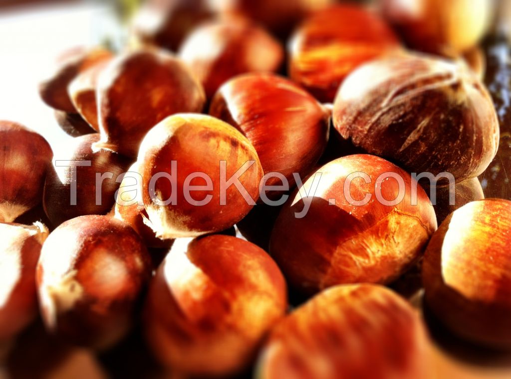 2015 New Crop Organic Fresh Chestnuts