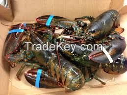 Frozen Raw Whole Lobster