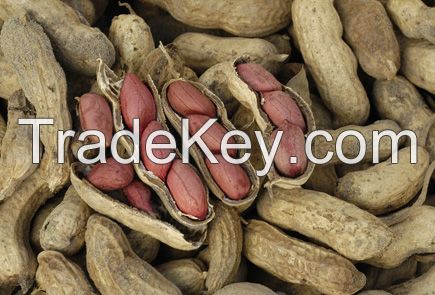 Raw Peanuts in Shell/Groundnuts in Shell for sell