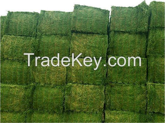 High Quality Alfalfa Hay