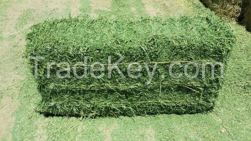 Alfalfa Hay Bales