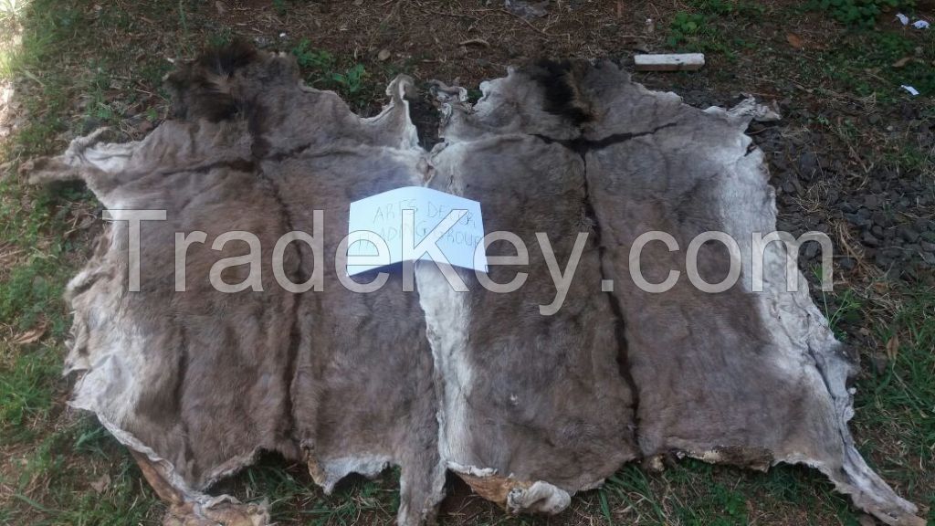 Dry Salted Donkey Skin