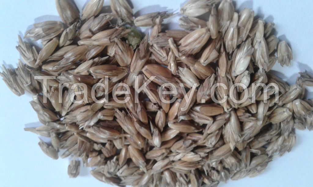 Spelt wheat