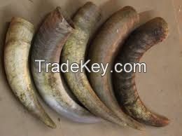 Raw cow horn / Horn cow