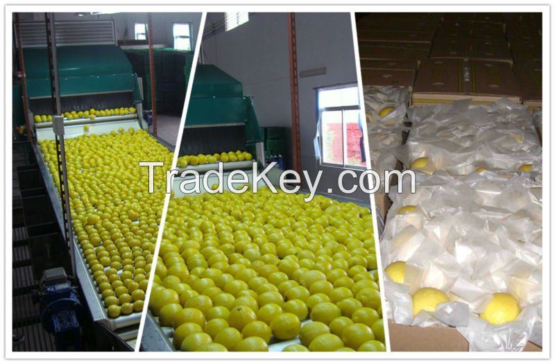 Fresh Eureka Lemon for sale