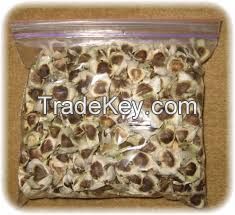 Moringa Oleifera Seeds