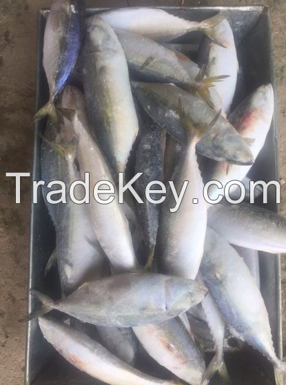 Frozen Mackerel Fish(Jack/Horse/Pacific/Atlantic )