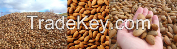 High Quality Almond Nuts