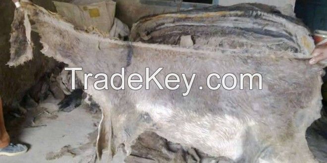 Dry Salted Donkey Hides