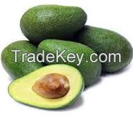 Fresh Avocado For Sale