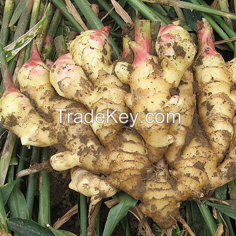 Good quality 2016 new fresh ginger promotioin