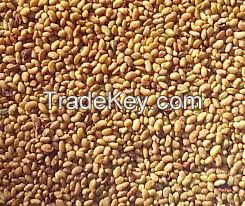 Alfalfa lucerne seeds/alfalfa seeds