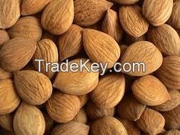 Apricot Kernels