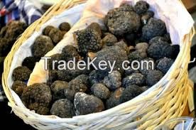 Italian White Truffle for Sale