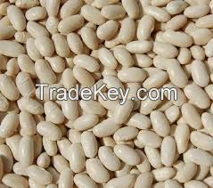 white kidney beans