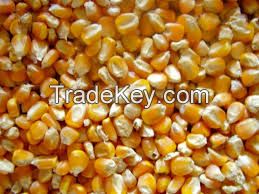 Yellow Corn