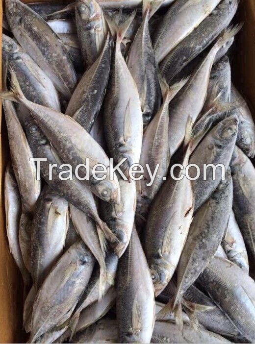 Sell Sea Frozen Horse Mackerel