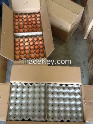 Fertile Hatching Chicken Egg/Fresh Chicken Table Eggs/Quail Eggs