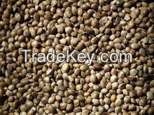 Top Quality Hemp Seeds