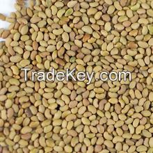 High Quality Alfalfa Seeds