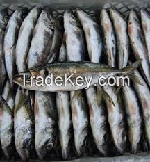 Frozen Horse Mackerel