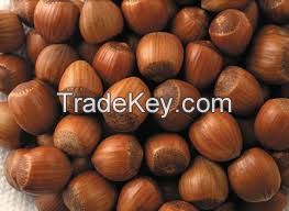 HAZELNUT KERNEL AND HAZELNUT IN SHELL