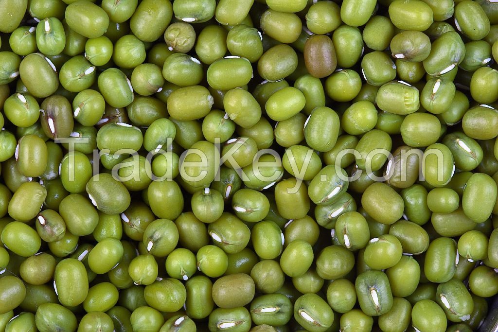 New Crop Green Mung Beans 2012 or Whole Moong Beans Unpolished