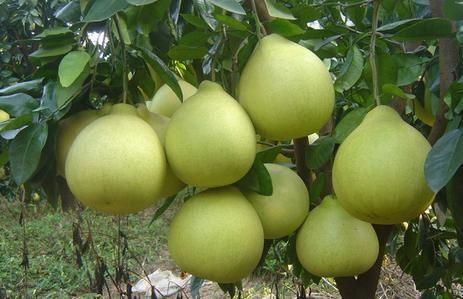 Pomelo grapefruit