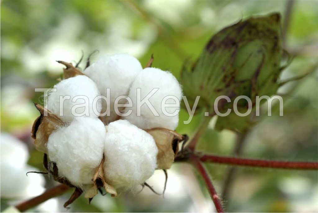 Raw Cotton Fiber