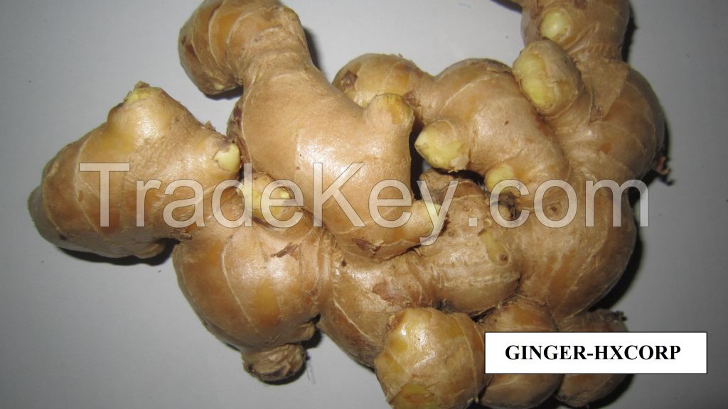 Ginger