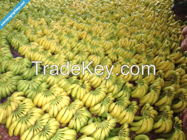 Viet Nam Cavandish Banana ( Green and yellow Banana )